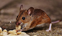 24 Hour & Emergency Exterminators in Pr Du Sac, WI